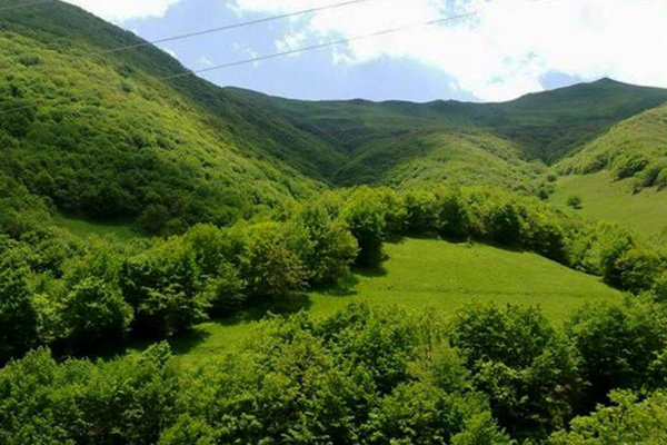 احیای ۵۰ هزار هکتار از رویشگاه‌های گیاهان دارویی تا پایان سال جاری