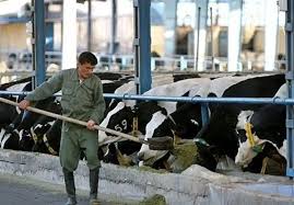 مرگ یک کارگر دامداری بر اثر برق گرفتگی