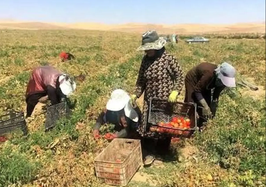 زنان کارگر؛ بدون بیمه، قرارداد و حداقل دستمزد