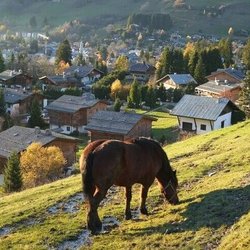 خشکسالی حتی به کشاورزان سوئیس هم رسید