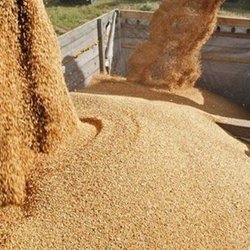 افزایش تولید گندم راه نجات از وابستگی خارجی