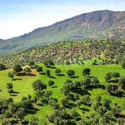 زخم جنگ بر تن جنگل‌ها