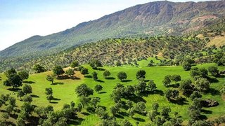 زخم جنگ بر تن جنگل‌ها