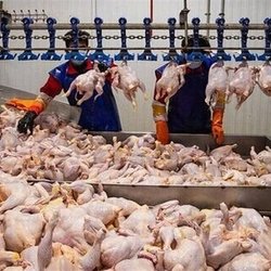 تولید شیر، مرغ و تخم مرغ 30 درصد بیشتر از نیاز داخل است