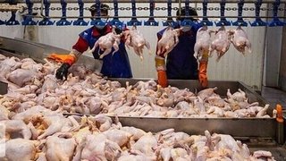 تولید شیر، مرغ و تخم مرغ 30 درصد بیشتر از نیاز داخل است