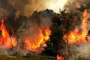 بالگردها دیر رسیدند، جنگل بیابان شد