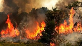 بالگردها دیر رسیدند، جنگل بیابان شد