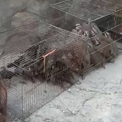 کشف چندین گونه پرنده حمایت‌شده در بازار خلیج فارس