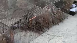 کشف چندین گونه پرنده حمایت‌شده در بازار خلیج فارس