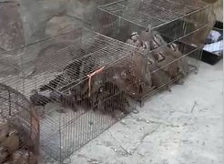 کشف چندین گونه پرنده حمایت‌شده در بازار خلیج فارس