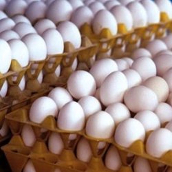 مازاد ۵۰ هزارتنی تولید تخم‌مرغ