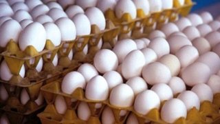 مازاد ۵۰ هزارتنی تولید تخم‌مرغ