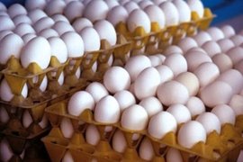 مازاد ۵۰ هزارتنی تولید تخم‌مرغ