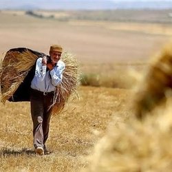 392 همت از مطالبات گندمکاران پرداخت شد