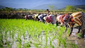 بیمه رایگان زنان سرپرست خانوار روستایی و عشایری آغاز شد