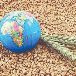 گزارش جدید فائو از بازار جهانی غذا؛ فشار قیمتی ادامه دارد