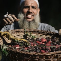 برداشت خرما در حاشیه قاهره؛ تصاویری از یک روستای مصری