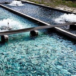 حمایت بنیاد برکت از چهار هزار طرح جدید آبزی‌پروری