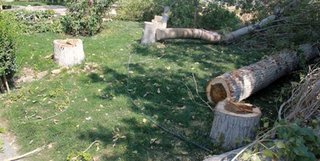 سرانجام ۵ هزار درخت حاشیه بزرگراه بسیج؛ کاشت دوباره درختان بی ریشه