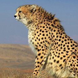 یوز ایرانی در محاصره تهدیدها؛ از شترهای سرگردان تا تکه‌تکه شدن زیستگاه