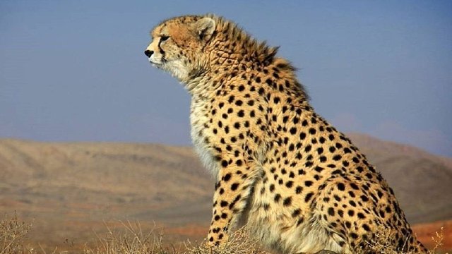 یوز ایرانی در محاصره تهدیدها؛ از شترهای سرگردان تا تکه‌تکه شدن زیستگاه