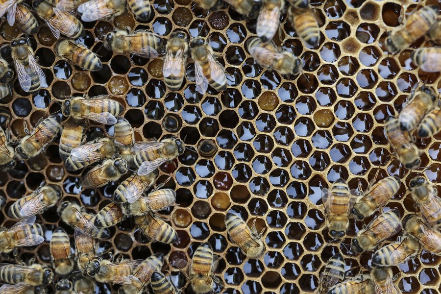 Skorea_Kim_Bees006.jpg