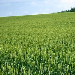 نایب‌رئیس کمیسیون اصل 90: بحران آب تهدیدی برای امنیت غذایی کشور است