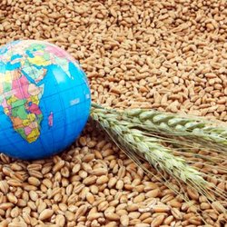 امنیت غذایی؛ از دسترسی به غذا تا رفاه اجتماعی
