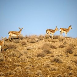 زیستگاه‌های حیات‌وحش هم از حملات مصون نمانده‌اند