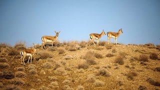 زیستگاه‌های حیات‌وحش هم از حملات مصون نمانده‌اند