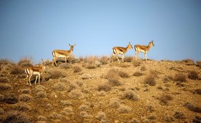 زیستگاه‌های حیات‌وحش هم از حملات مصون نمانده‌اند