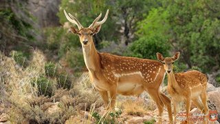 حفاظت از طبیعت ایران جا ماند