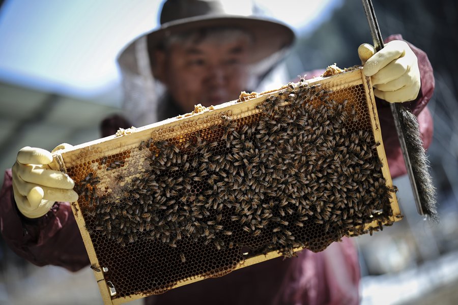 Skorea_Kim_Bees005.jpg