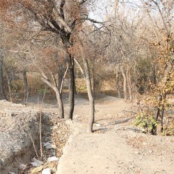 طرشت؛ محله‌ای در محاصره آلودگی و نابودی باغ های کهن