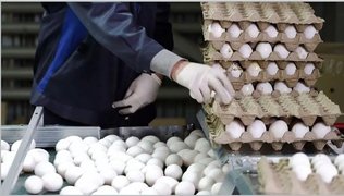 کاهش ۴۰‌درصدی خرید تخم‌مرغ بعد از حذف ارز ترجیحی