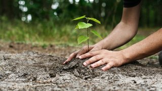 پس از دو سال اجرای طرح کاشت یک میلیارد درخت؛ پول نیست، اما نهال هست