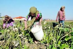 کار کودکان در مزارع کشاورزی: پدیده‌ای میان فقر، سنت و خلأ قانونی