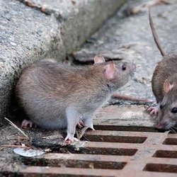 استمرار مقابله با حیوانات موذی در تهران؛ ضدعفونی کلونی‌های موش ادامه دارد
