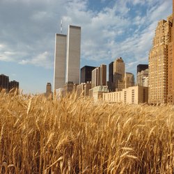 آیا کشاورزی شهری می‌تواند جهان را سیر کند؟