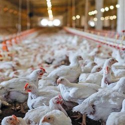 انحصار نژادی صنعت طیور را تهدید می‌کند
