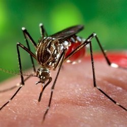 شناسایی ۱۱۰۷ بیمار تب دِنگی در کشور از ابتدای سال