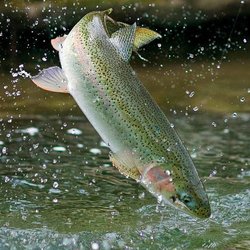 تدوین برنامه ملی واکسیناسیون آبزیان