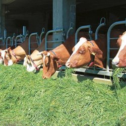 چرایی وابستگی صنعت دامداری کشور به واردات