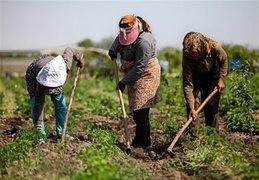 توانمندسازی زنان روستایی؛ محور امنیت غذایی کشور