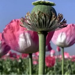 کشت شقایق به‌جای خشخاش؛ نسخه‌ای جدید برای نجات صنعت دارو در روزهای کمبود مواد مخدر
