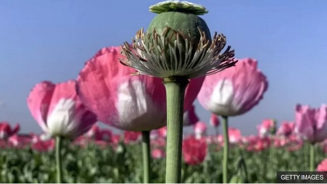 کشت شقایق الیفرا زیر ذره‌بین نهادهای نظارتی؛ هدف فقط تأمین دارو