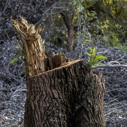 هشدار یک عضو  شورای شهر تهران: درختانی که شبانه ناپدید می‌شوند