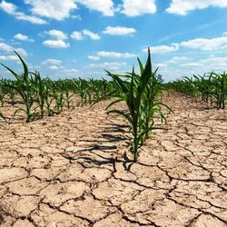 فشار دوگانه تحریم و آب؛ امنیت غذایی و رفاه ایرانیان در سراشیبی