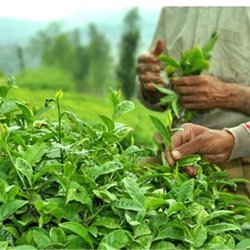 ارائه وام کم‌بهره به چای‌کاران