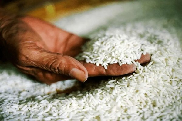 در قزوین مصرف‌کنندگان برنج به نیم‌دانه روی آوردند